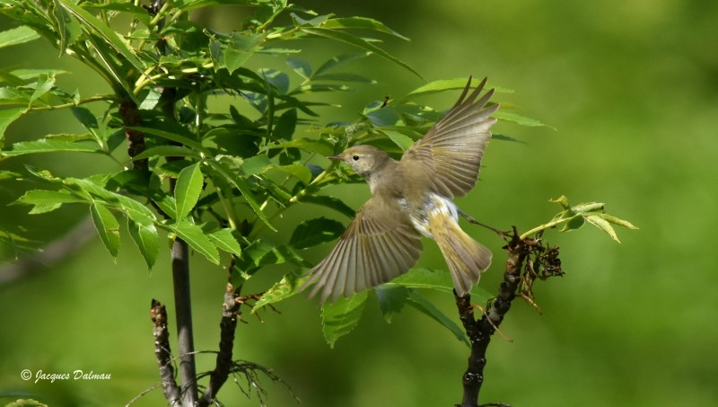 Pouillot de Bonelli.jpg